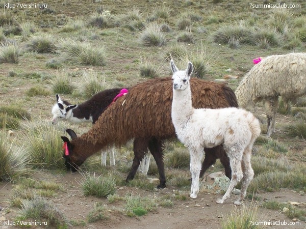 Machu Picchu, photo 25