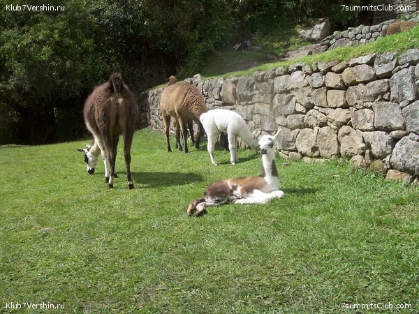 Machu Picchu, photo 36