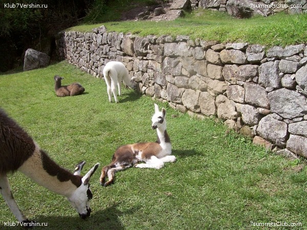 Machu Picchu, photo 37