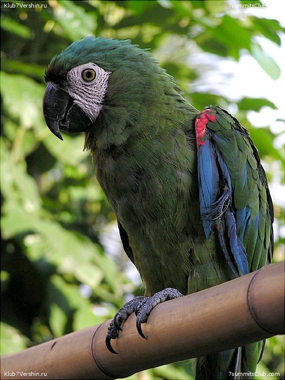 Machu Picchu, photo 66