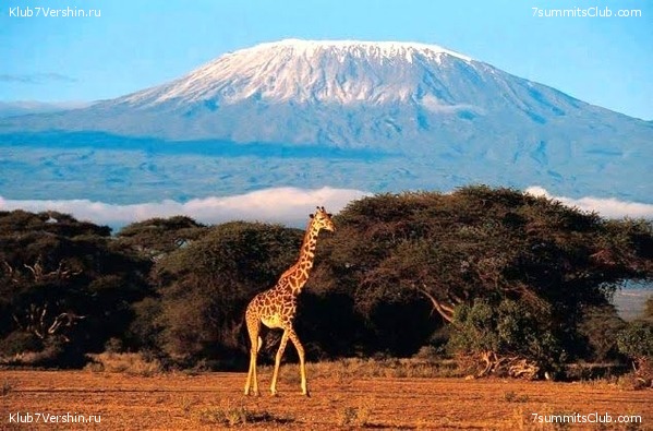 Kilimanjaro. Summary, photo 72