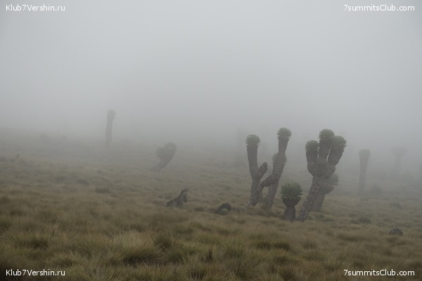 Kilimanjaro. Summary, photo 102