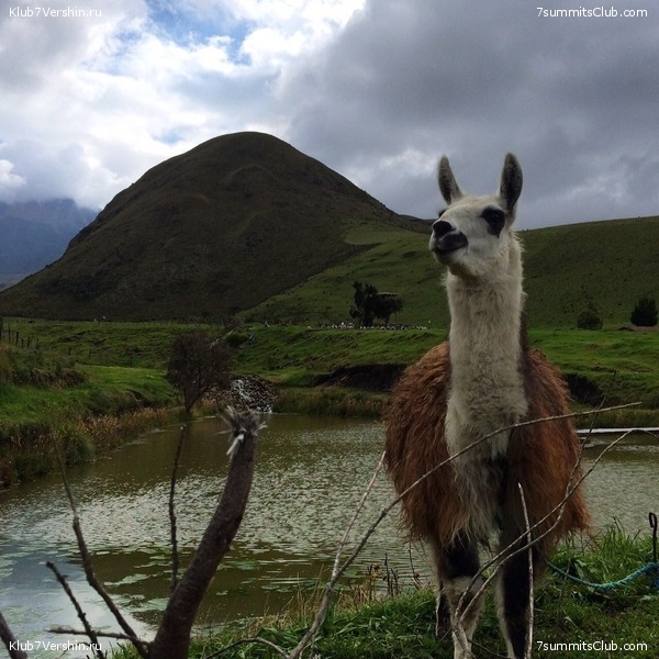 ������� 2017, photo 100