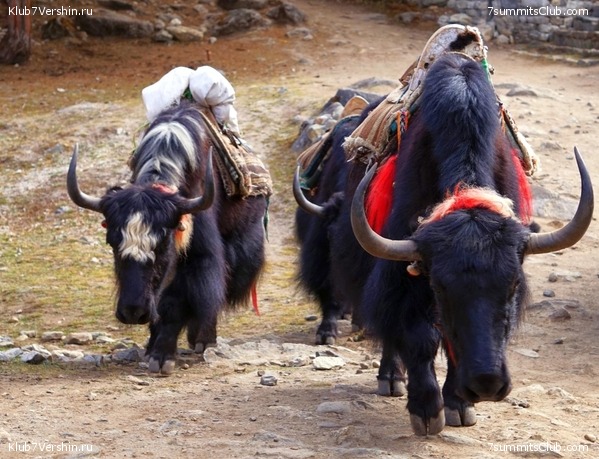 ���� �������, photo 93