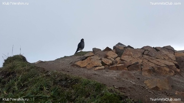 ������� 2017, photo 20