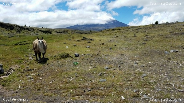 ������� 2017, photo 23