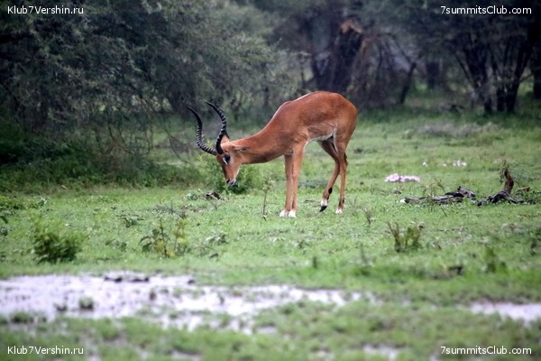 Kilimanjaro. Summary, photo 114