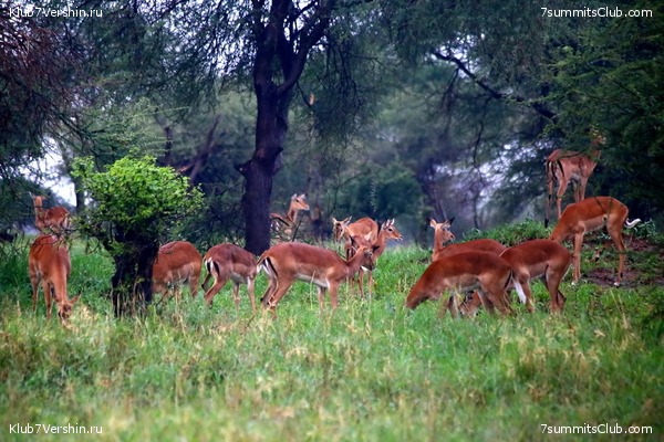 Kilimanjaro. Summary, photo 115