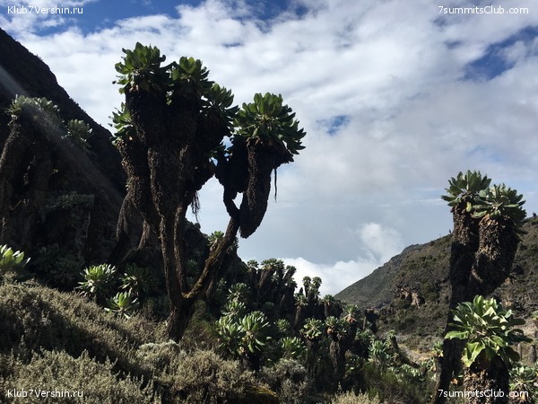 Kilimanjaro. Summary, photo 183