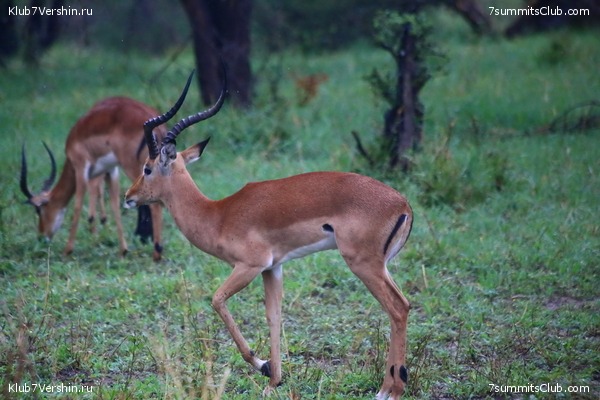 Kilimanjaro. Summary, photo 118
