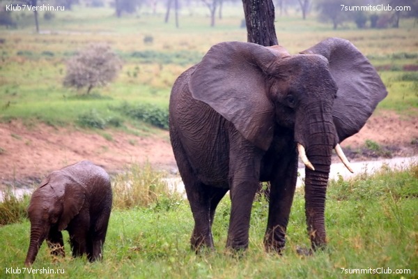 Kilimanjaro. Summary, photo 119