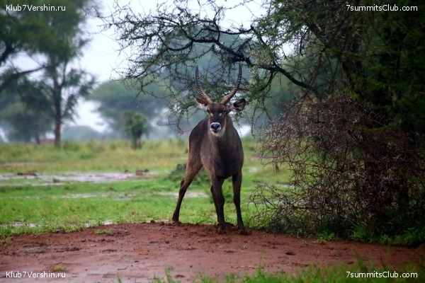 Kilimanjaro. Summary, photo 120