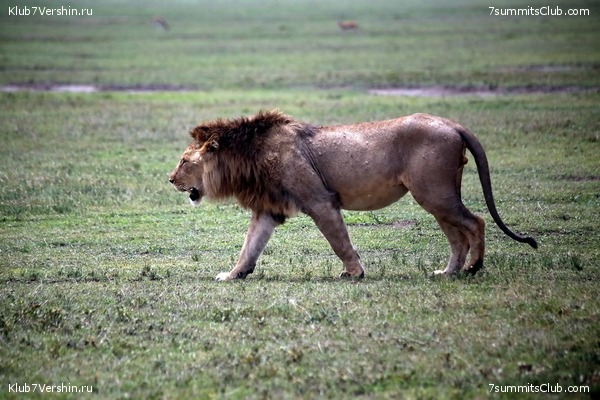 Kilimanjaro. Summary, photo 127