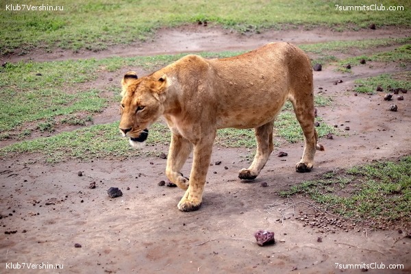 Kilimanjaro. Summary, photo 132