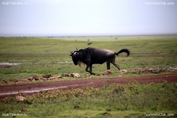 Kilimanjaro. Summary, photo 133