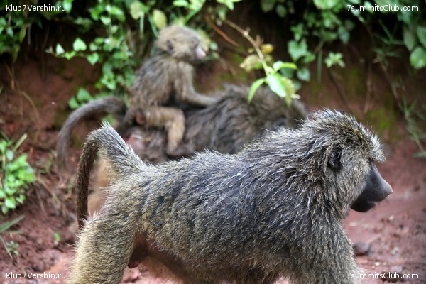 Kilimanjaro. Summary, photo 134