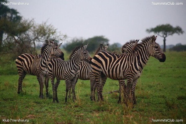 Kilimanjaro. Summary, photo 135
