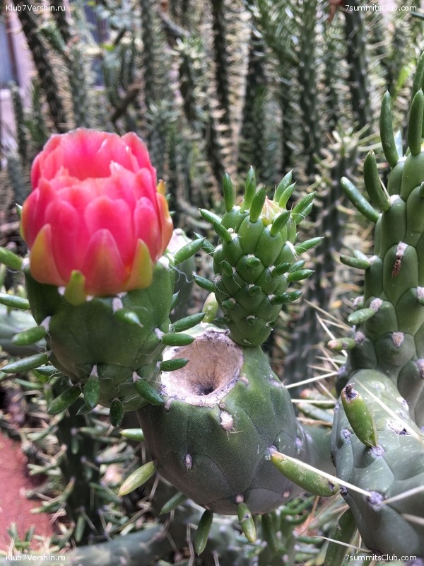 ������� 2018. ���������� ������� ��������, photo 148