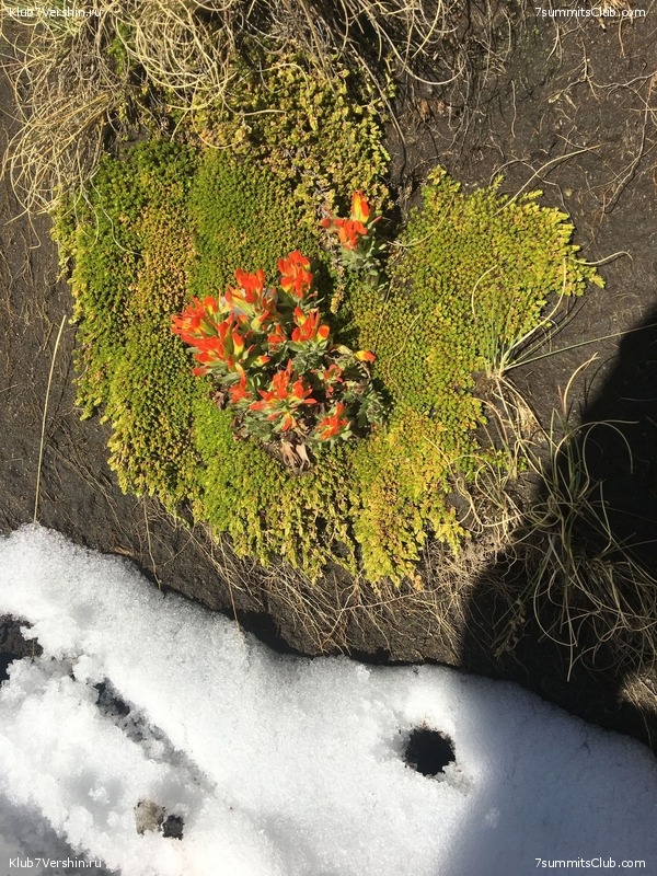 ������� 2018. ���������� ������� ��������, photo 178