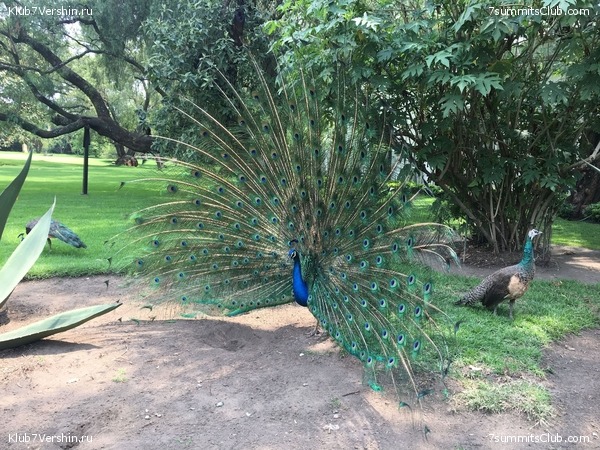 ������� 2018. ���������� ������� ��������, photo 119