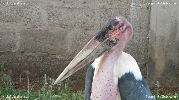 Kilimanjaro. August 2010, photo 12