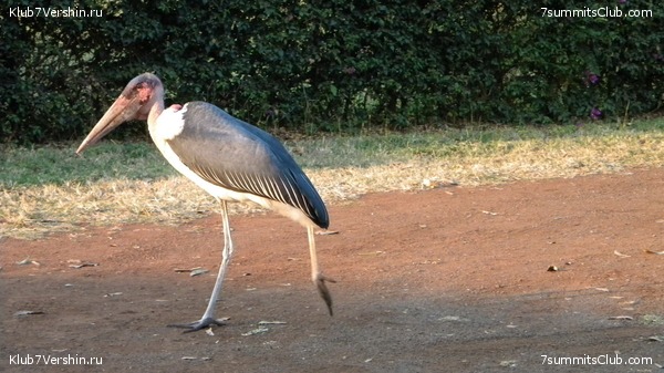 Kilimanjaro. August 2010, photo 17