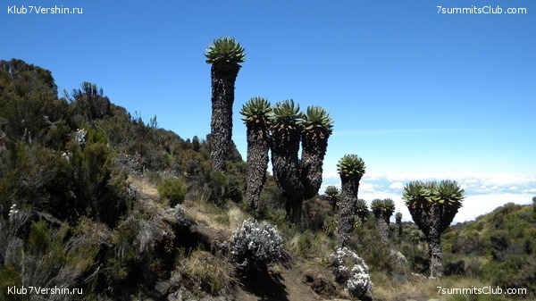 Kilimanjaro. August 2010, photo 18