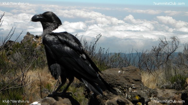 Kilimanjaro. August 2010, photo 21