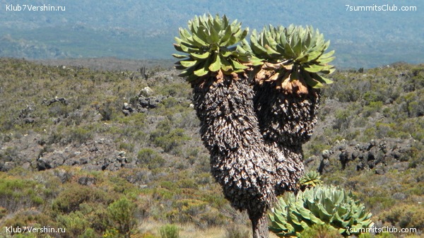 Kilimanjaro. August 2010, photo 22