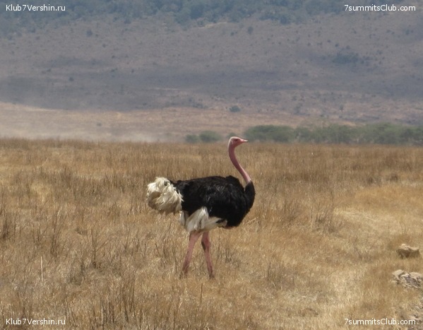 Kilimanjaro. Machame route. November 2010, photo 90