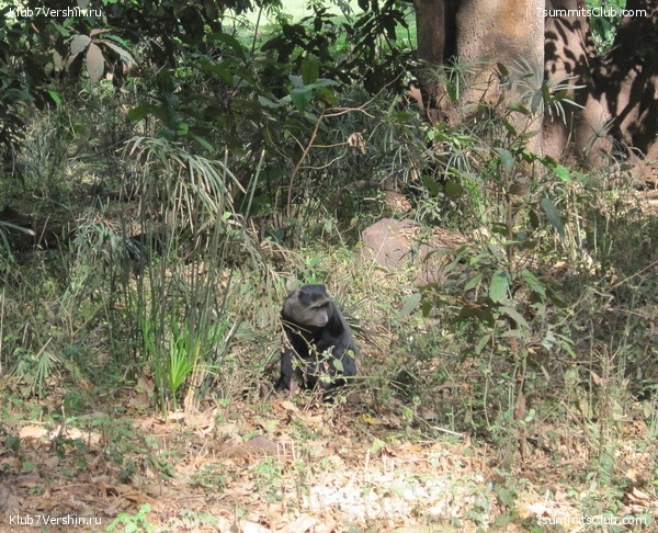 Kilimanjaro. Machame route. November 2010, photo 91