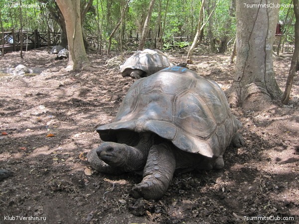 Kilimanjaro. Machame route. November 2010, photo 36