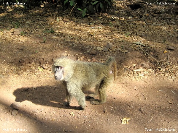 Kilimanjaro. Machame route. November 2010, photo 38