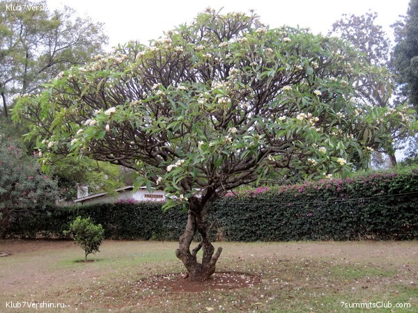 Kilimanjaro. Machame route. November 2010, photo 40