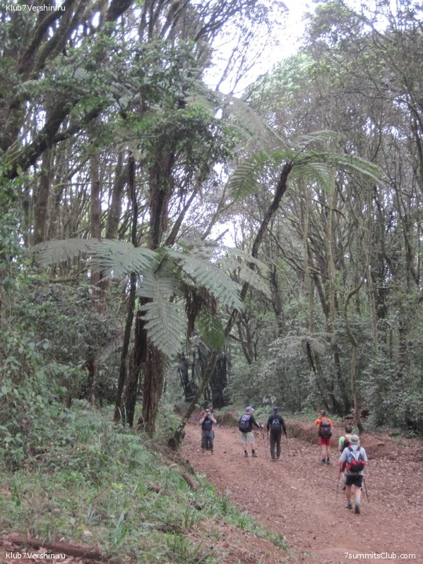 Kilimanjaro. Machame route. November 2010, photo 100