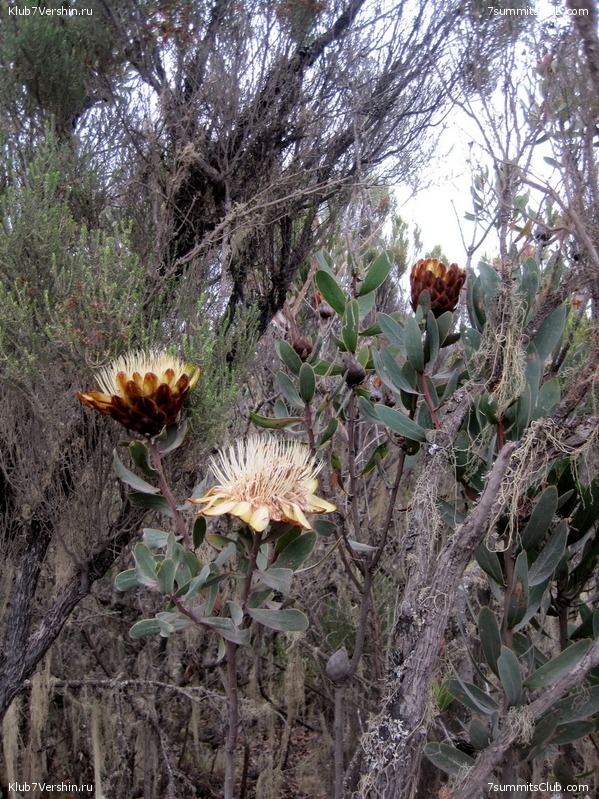 Kilimanjaro. Machame route. November 2010, photo 101