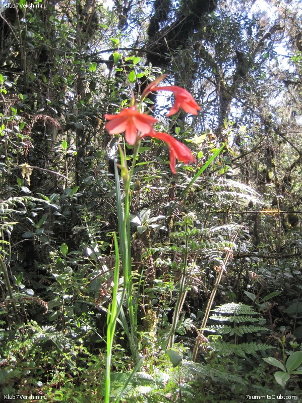 Kilimanjaro. Machame route. November 2010, photo 106
