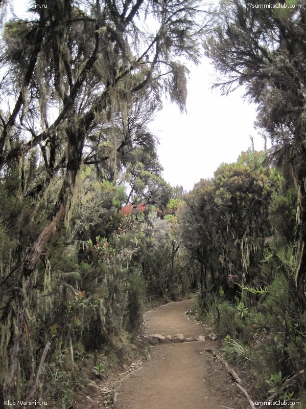 Kilimanjaro. Machame route. November 2010, photo 114