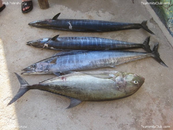 Kilimanjaro. Machame route. November 2010, photo 85