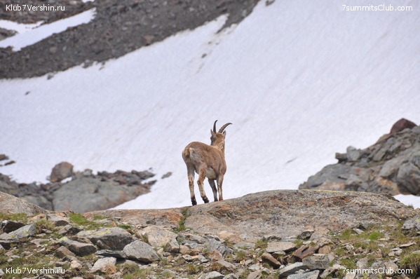 Mont Blanc 2010, photo 46