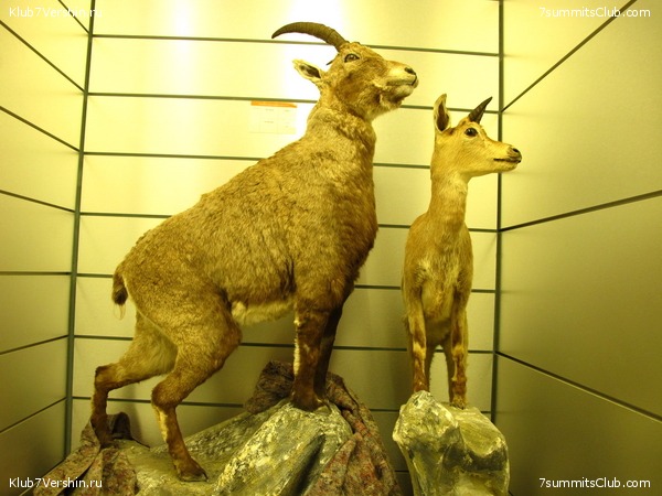 Matterhorn 2010, photo 36