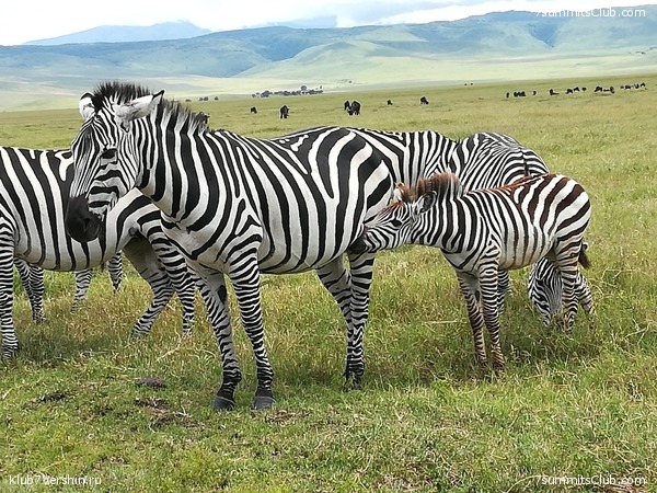 Kilimanjaro. Summary, photo 217