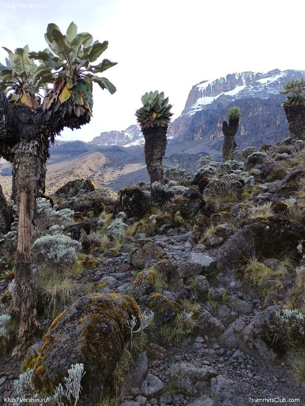 Kilimanjaro. Summary, photo 266
