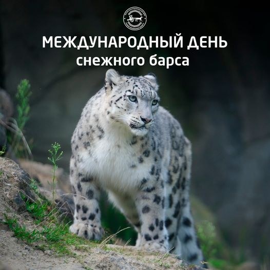 ��������� ������, photo 249