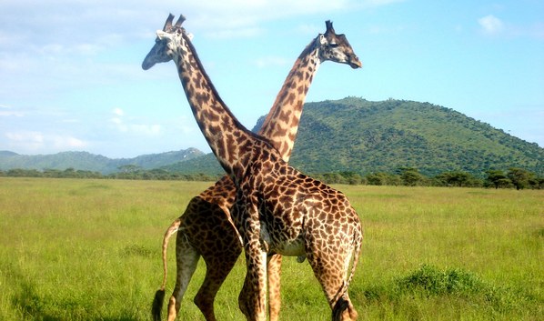 2011 ��� - ����� 2, photo 18