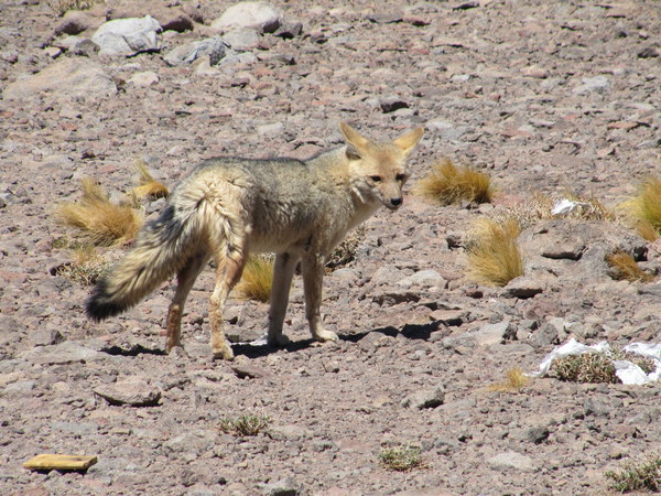 Ojos del Salado 2011 Denis Saveliev, photo 4