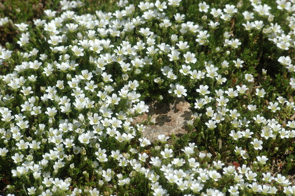 ��������� ������, photo 96