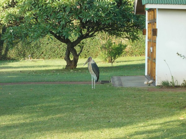 Kilimanjaro. Summary, photo 174