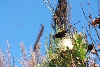 �������, photo 36