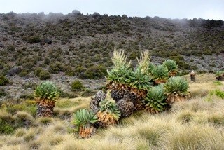 �������, photo 37